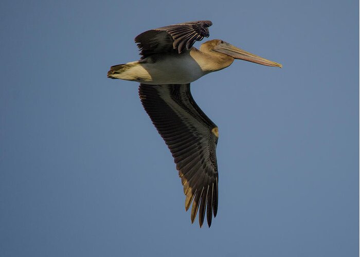 Beach Cottage Life Greeting Card featuring the photograph Pelican in Flight by Mary Hahn Ward