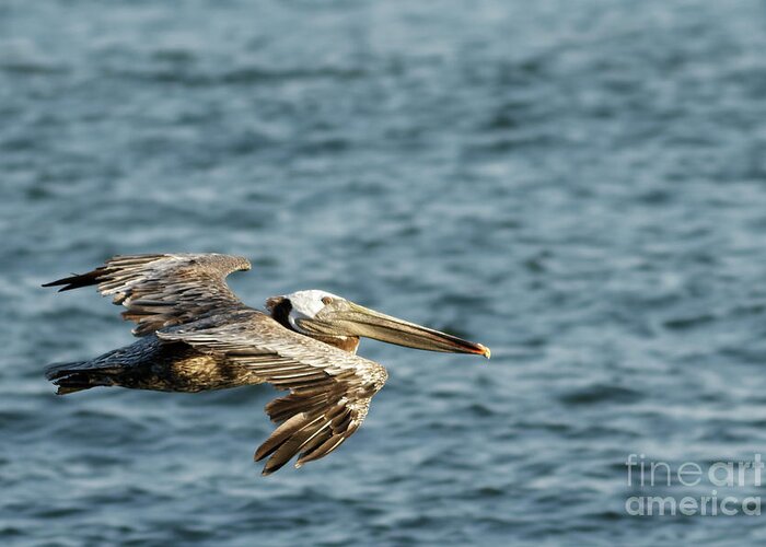Brown Pelican Greeting Card featuring the photograph Pelican in Flight by Natural Focal Point Photography