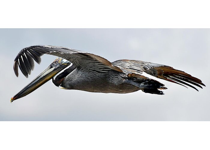 Pelican Greeting Card featuring the photograph Pelican in Flight by WAZgriffin Digital