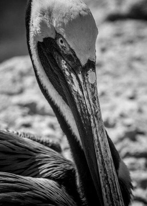 Florida Greeting Card featuring the photograph Pelican in Florida by Jason Moynihan