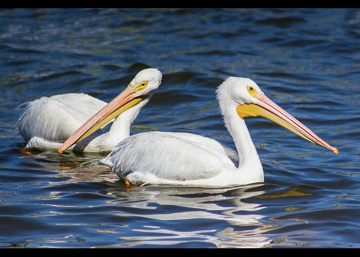 Alone Greeting Card featuring the photograph Pelican Pair by Dawn Currie