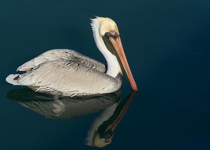 Pelican Greeting Card featuring the photograph Pelican With Reflection by Bradford Martin