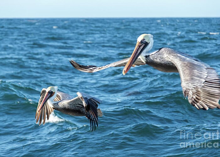 Pelican Greeting Card featuring the photograph Pelicans Flying by Robert Bales