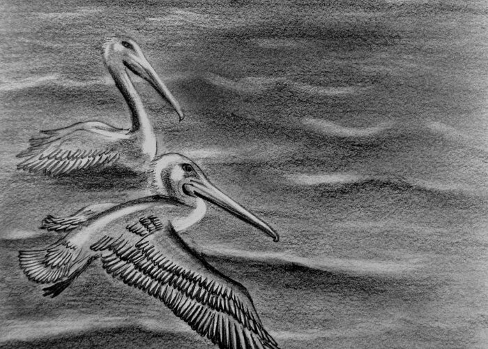 Pelican Greeting Card featuring the drawing Pelicans on the Chesapeake by Vic Delnore