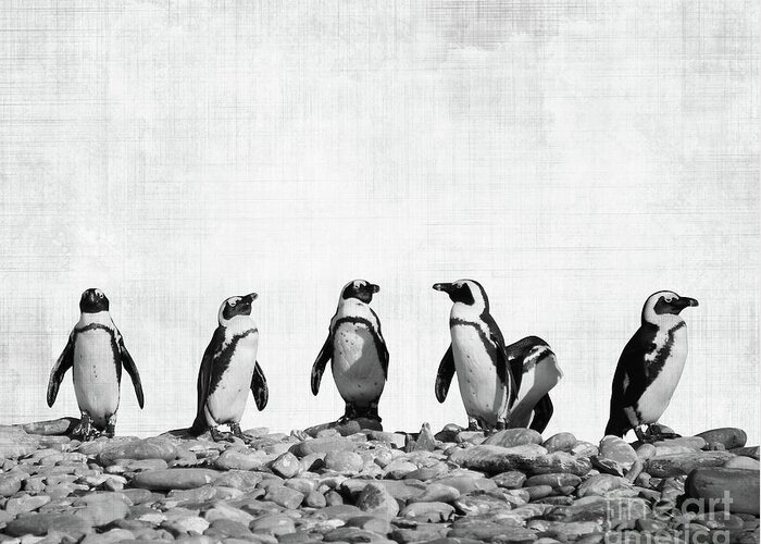 Penguins Greeting Card featuring the photograph Penguins by Delphimages Photo Creations