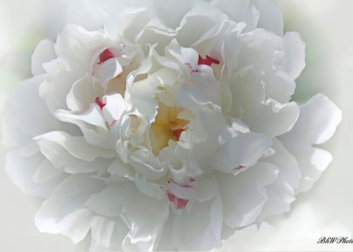Peony Greeting Card featuring the photograph Peony by Bonnie Willis