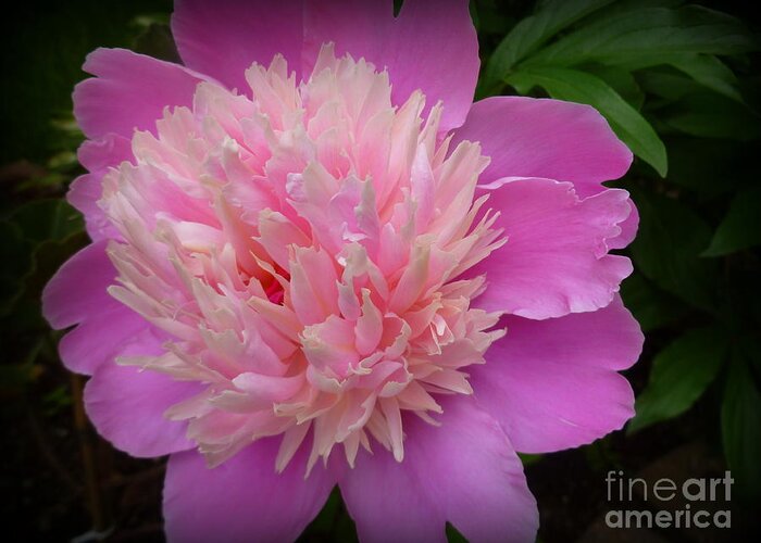 Beauty Greeting Card featuring the photograph Peony Bowl of Beauty by Lingfai Leung