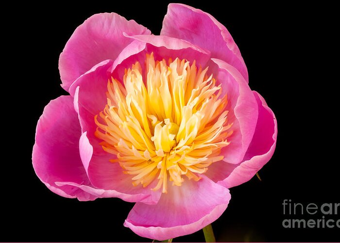 Peony Greeting Card featuring the photograph Peony by Colin Rayner