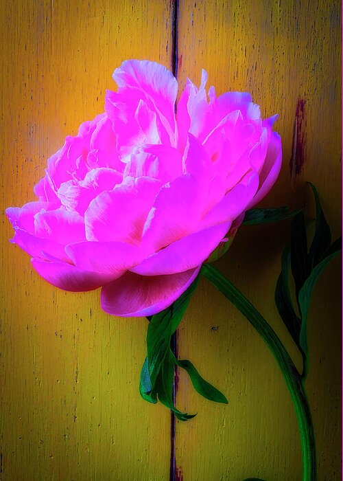 Marvelous Greeting Card featuring the photograph Peony Leaning Against Yellow Wall by Garry Gay
