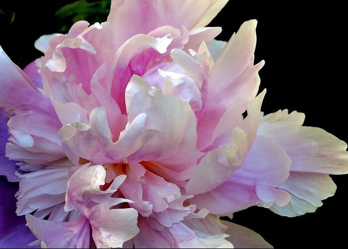 Flora Greeting Card featuring the photograph Peony on Black by Jodie Marie Anne Richardson Traugott     aka jm-ART