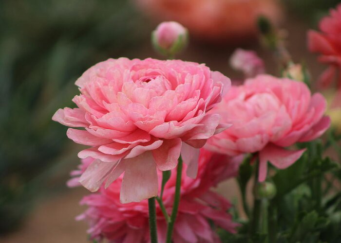 Pink Ranunculus Greeting Card featuring the photograph Peony Pink Ranunculus Closeup by Colleen Cornelius