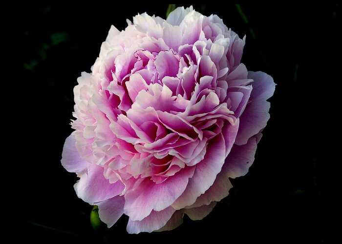 Photograph Greeting Card featuring the photograph Peony by Rhonda McDougall
