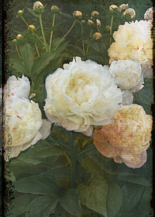 Peony Greeting Card featuring the photograph Peony by Rosemary Aubut