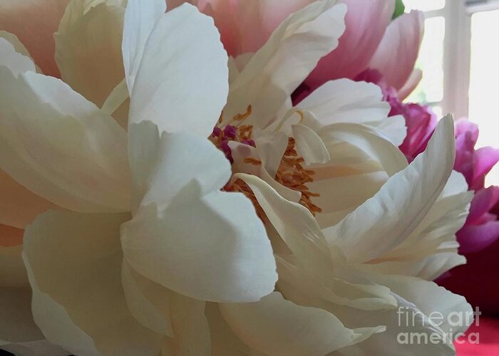 Light Color Composition Peony Greeting Card featuring the photograph Peony Series 1-7 by J Doyne Miller