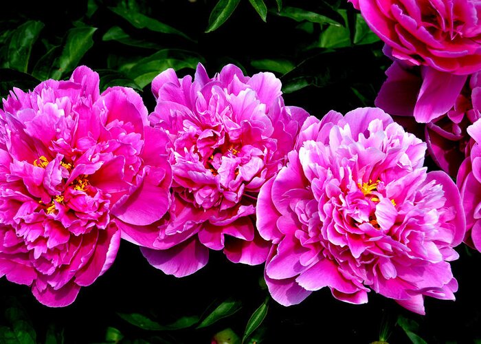 Flower Greeting Card featuring the photograph Peony Trio by Belinda Stucki