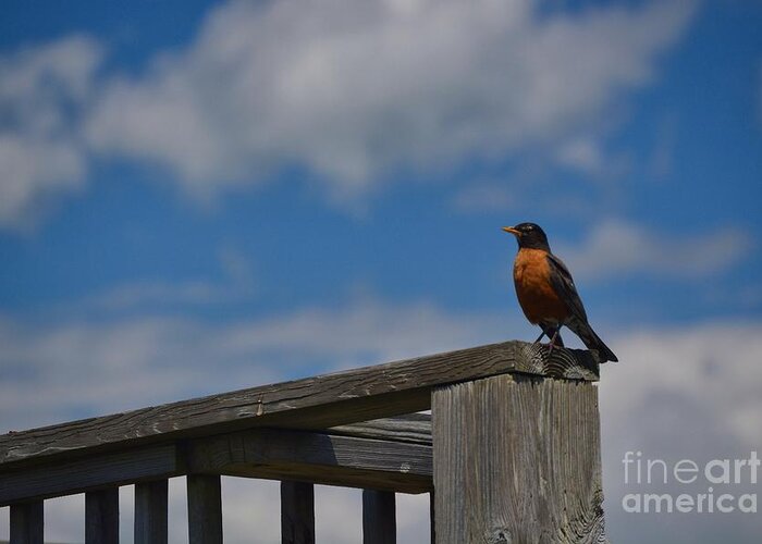 Bird Greeting Card featuring the photograph Perch in the Sky by Tammie Miller