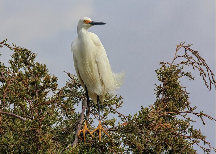 Egret Greeting Card featuring the photograph Perch by Robert Pilkington