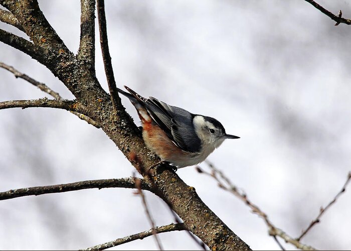 Nuthatch Greeting Card featuring the photograph Perched Nuthatch by Debbie Oppermann