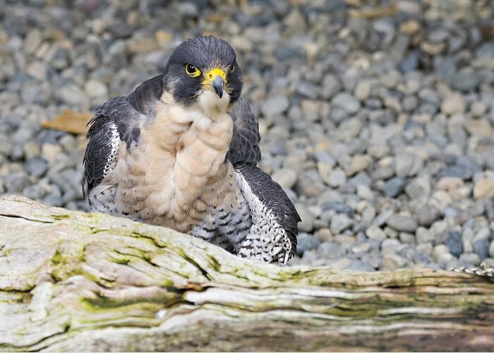 Peregrine Greeting Card featuring the photograph Peregrine Falcon 2 by Harold Piskiel