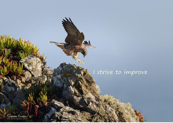  Greeting Card featuring the photograph Peregrine Falcon says I Strive to Improve by Sherry Clark