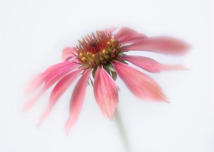 Bloom Greeting Card featuring the photograph Perennial cone flower. by Usha Peddamatham