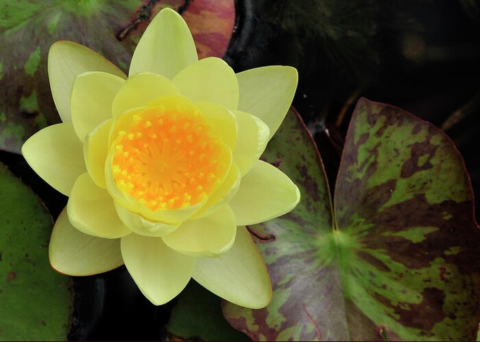 Water Lilly Greeting Card featuring the photograph Perfect Flower by David Arment