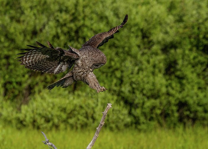 Great Grey Owl Greeting Card featuring the photograph Perfect Form by Yeates Photography
