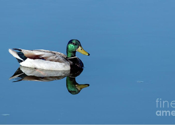 Duck Greeting Card featuring the photograph Perfect Reflection by Sam Rino