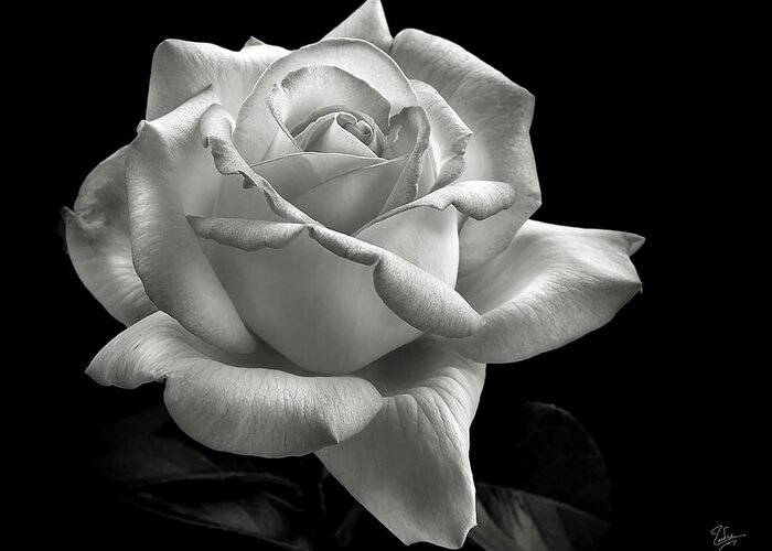 Perfect Rose Greeting Card featuring the photograph Perfect Rose in Black and White by Endre Balogh