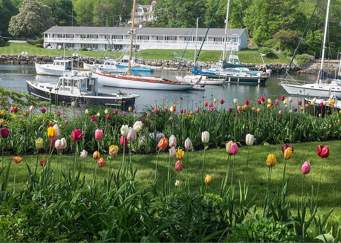 Flowers Greeting Card featuring the photograph Perkins Cove Tulips by Joseph Smith