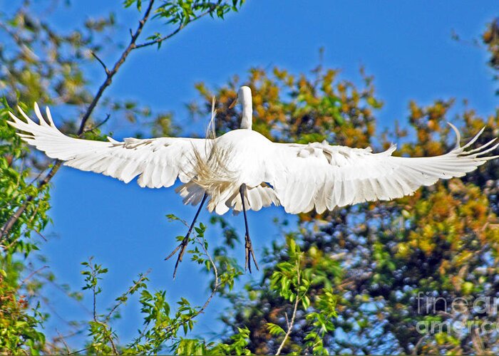 Egret Greeting Card featuring the photograph Perspective From Behind by Lydia Holly