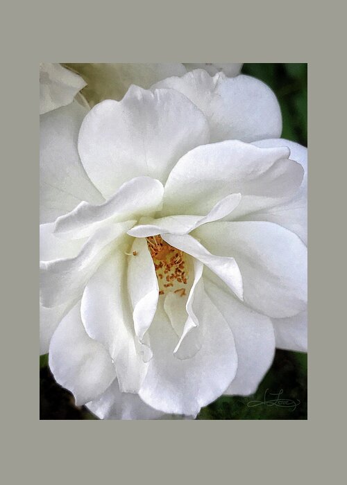 White Rose Greeting Card featuring the photograph Petal Envy by Jill Love