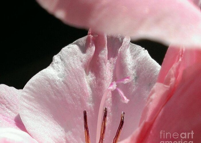 Gladiolus Greeting Card featuring the photograph Petals Of The Gladiolus by Lkb Art And Photography