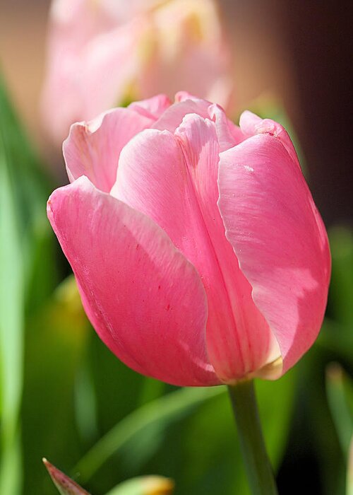 Tulip Greeting Card featuring the photograph Petite Pink by Katherine White