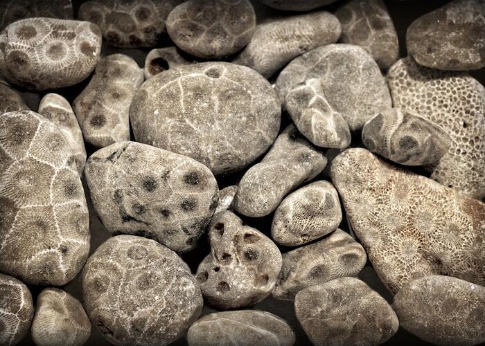 Stone Greeting Card featuring the photograph Petoskey Stones Vl by Michelle Calkins