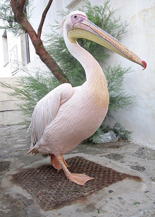 Pelican Greeting Card featuring the photograph Petros the Pelican by Helaine Cummins