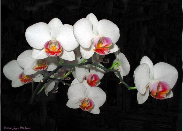 Phalaenopsis Orchids Greeting Card featuring the photograph Phalaenopsis Orchids by Joyce Dickens