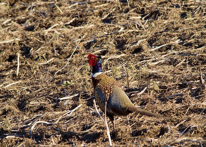 Bird Greeting Card featuring the photograph Pheasant On The Move by Jeff Swan
