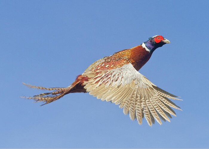 Pheasant Greeting Card featuring the photograph Pheasant Wings by Mark Miller