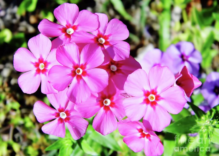 Phlox Greeting Card featuring the photograph Phlox Beside The Road by D Hackett