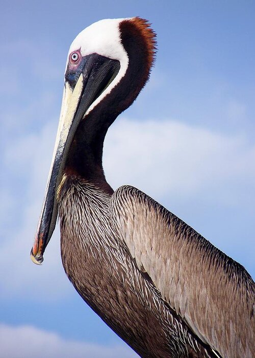 Pelican Greeting Card featuring the photograph Photogenelican by Amanda Vouglas