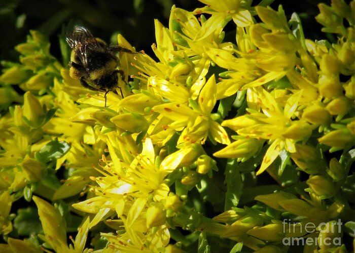 Photograph Greeting Card featuring the photograph Photograph of a Bee on Yellow Flowers by Delynn Addams