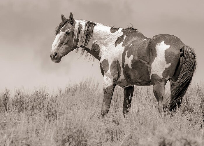 Mustang Greeting Card featuring the photograph Picasso on the Ridge by Mindy Musick King
