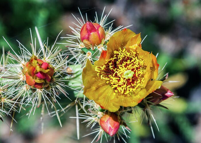Cactus Cacti Flower Flowers Pricklypear Thorns Greeting Card featuring the photograph Pick me if you Dare by Kent Nancollas