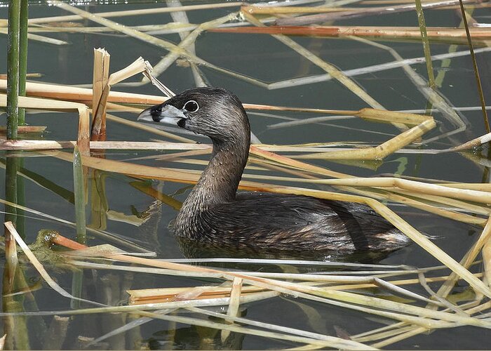 Pie-billed Grebe Greeting Card featuring the photograph Pie-billed Grebe by Ben Foster