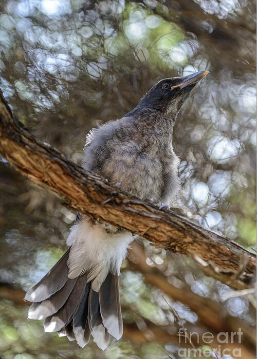 Bird Greeting Card featuring the photograph Pied currawong chick 1 by Werner Padarin