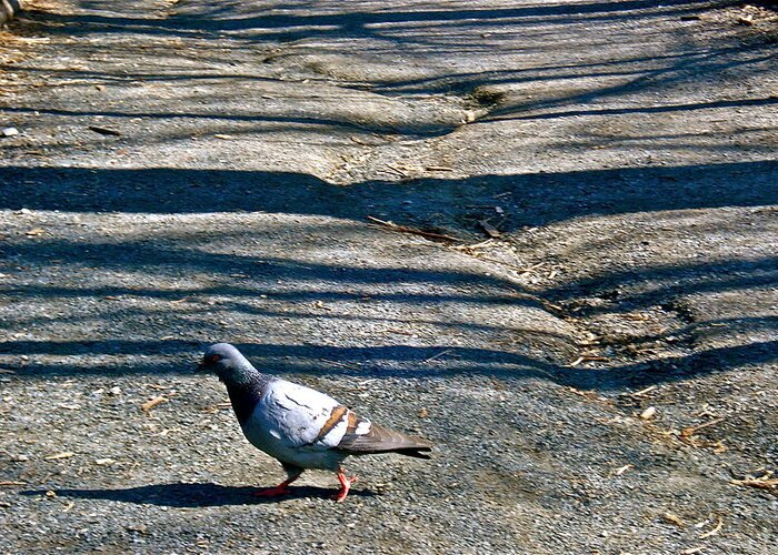 Pigeon Greeting Card featuring the photograph Pigeon Crossing Path by Felix Zapata