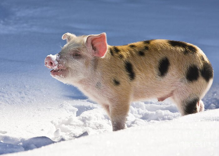 Piglet Greeting Card featuring the photograph Piglet In The Snow by Jean-Louis Klein & Marie-Luce Hubert