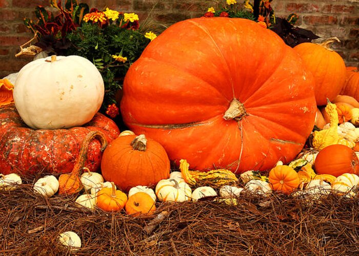 Pumpkin Greeting Card featuring the photograph Pile of Pumpkins by Judy Vincent