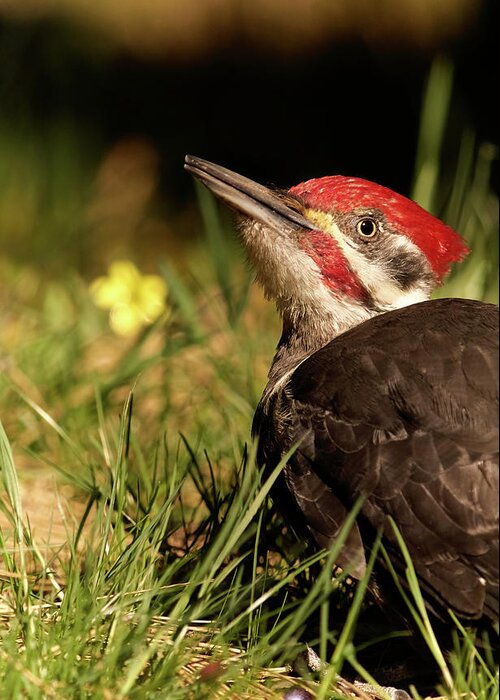 Bird Greeting Card featuring the photograph Pileated Woodpecker by Loni Collins